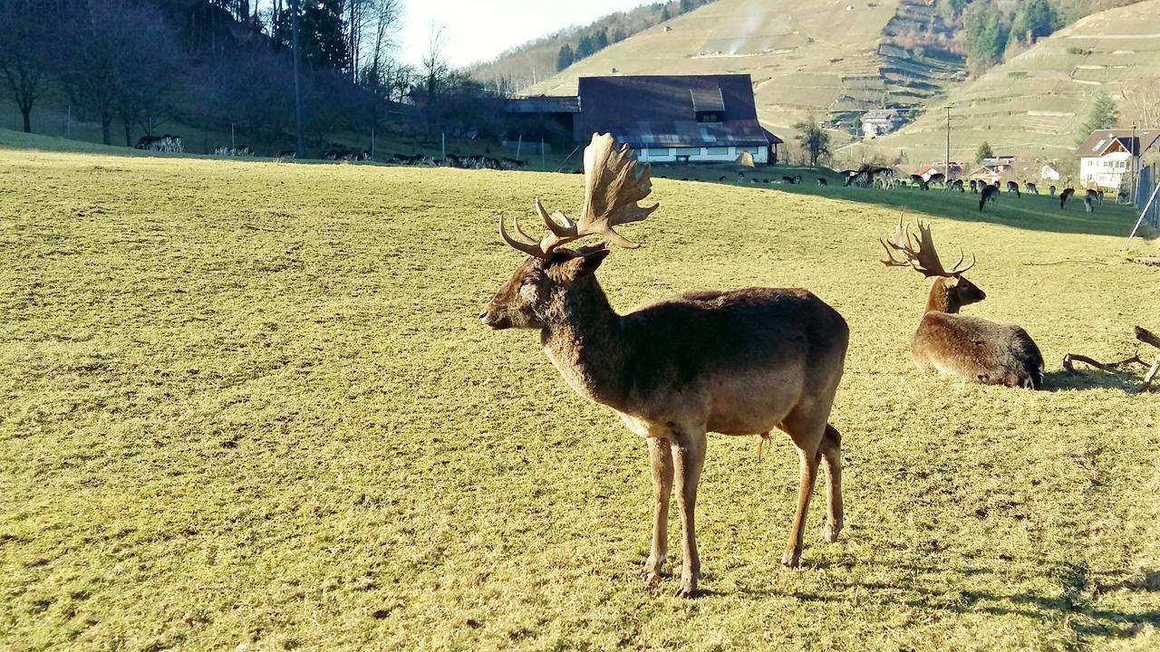 Hotel Schwarzenbergs Traube Glottertal Eksteriør bilde